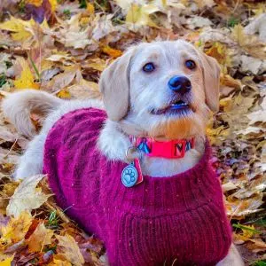 Labradoodle with straight in pink sweater