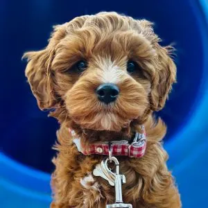 mini Australian labradoodle puppy with blue background