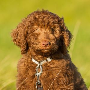 Mini Labradoodle: Complete Guide With Little Known Facts - Red labradoodle with green background