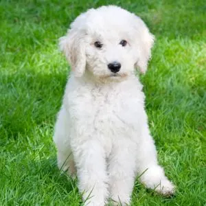 Mini Labradoodle: Complete Guide With Little Known Facts - White min Labradoodle sitting in grass