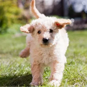 Cream colored Labradoodle running in grass