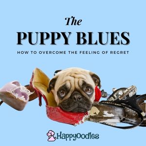Puppy Blues: How to Overcome the Feeling of Regret - Title pic with pug and chewed up shoes