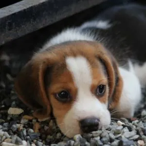 cute young beagle dog laying in rocks 