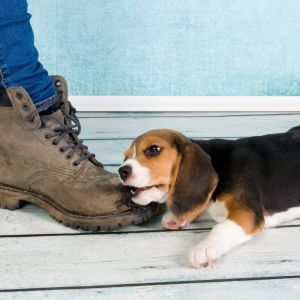 Beagle puppy chewing on shoe