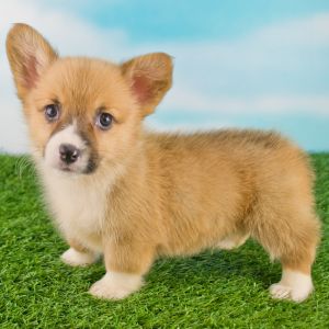 What Causes the Puppy Blues? - Corgi puppy
