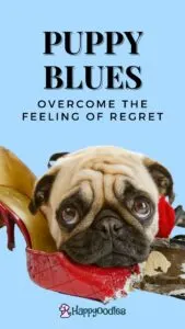 Puppy Blues: How to Overcome the Feeling of Regret - Title pic with pug and chewed up shoes