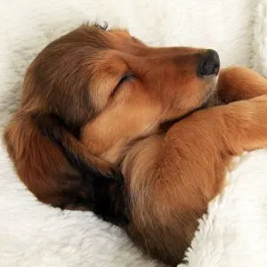 Sleeping young dachshund