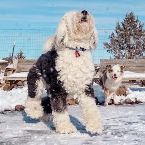 Sheepadoodle Price Guide: How Much Do They Cost in 2023 - playing in snow