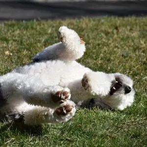 Sheepadoodle Price Guide: How Much Do They Cost in 2023 - puppy rolling in grass