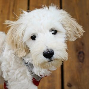 Sheepadoodle Price Guide: How Much Do They Cost in 2023 - White dog