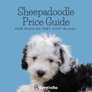Sheepadoodle Price Guide: How Much Do They Cost in 2023