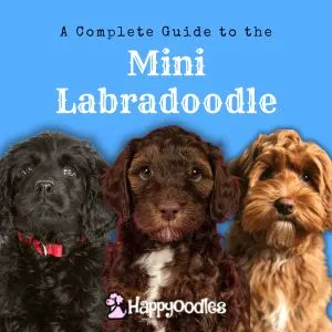 Mini Labradoodle: Complete Guide With Little Known Facts title pic with a black Labradoodle, a brown Labradoodle and a apricot Labradoodle against a blue background.