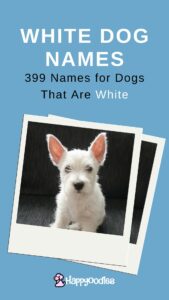 399 Best White Dog Names for Dogs That Are White - Pinterest pin with photo of white westie puppy