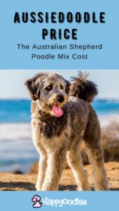 Aussiedoodle price - Pinterest pin with Aussiedoodle at the beach