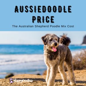 Aussiedoodle Price: Cost of an Australian Shepherd Poodle - title pic with standard Aussiedoodle at the beach. 