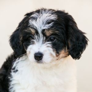Bernedoodle Dog Names: The Ultimate Guide - puppy staring away