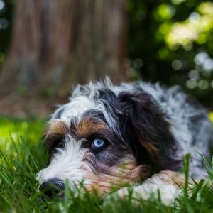 Blue eyed bernedoodle laying in grass