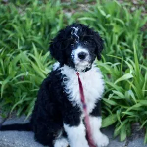 Bernedoodle Dog Names: The Ultimate Guide - Black and white puppy in park