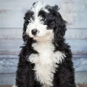 Black and white puppy against a blue background