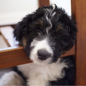 Bernedoodle Dog Names: The Ultimate Guide - Puppy sleeping