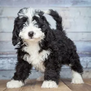 Bernedoodle Dog Names: The Ultimate Guide - puppy standing