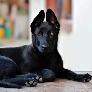 Black Shepherd Puppy