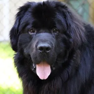 Best Badass Black Dog Names for a Confident Pup- close up of Newfoundland dog