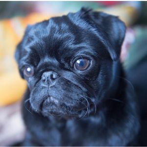 Best Badass Black Dog Names for a Confident Pup - Small black pug dog