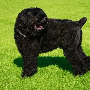 Black Russian Terrier in grass