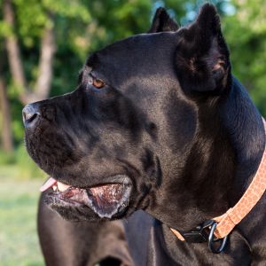 Black Cane Corso dog