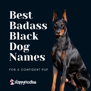 Best Badass Black Dog Names for a Confident Pup - title pic with doberman 
