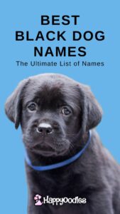 499+ Best Black Dog Names, The Ultimate List of Ideas - Pin with black lab puppy on blue background