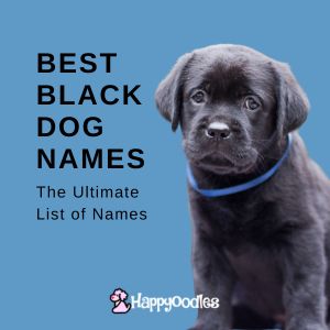 499+ Best Black Dog Names, The Ultimate List of Ideas title pic with black lab puppy