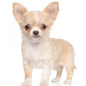Character Names for Dogs: Movies, Shows & Pop Culture - Chihuahua puppy