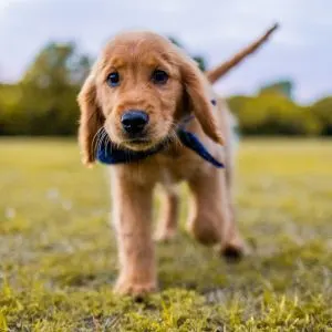 Character Names for Dogs: Movies, Shows & Pop Culture- golden retriever puppy