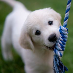 Lab puppy with rope
