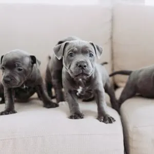 Gray staffy puppies