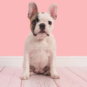 345+ Character Names for Dogs: Movies, Shows & Pop Culture - French bulldog puppy