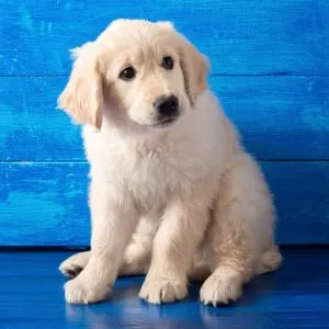 English Golden Retriever Puppy sitting against a blue background