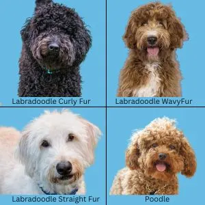 Standard Poodle Vs Labradoodle - Visual Comparison of Coat Types - Happyoodles.com
