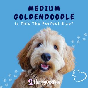 Medium Goldendoodle Guide: Is This The Perfect Size? title post with pic of Goldendoodle and paw prints