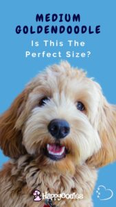 Medium Goldendoodle Guide: Is This The Perfect Size? Pinterest image of post title and goldendoodle with heart