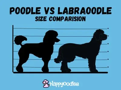 Standard Poodle vs Labradoodle: A Detailed Comparison - Standard Poodle vs Labradoodle - Visual Chart- Happyoodles.com