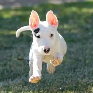 30 Questions To Ask A Breeder When Picking Up A Puppy - Bull Terrier puppy  running
