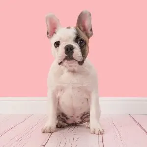 French bulldog in pink room.
