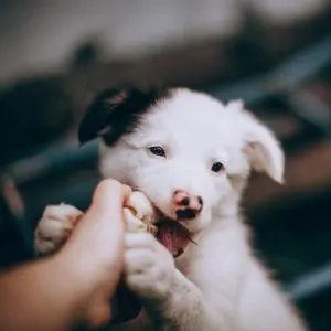 White puppy with black ear biting