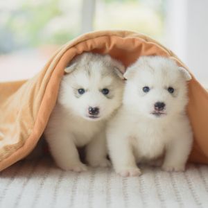 30 Questions To Ask A Breeder When Picking Up A Puppy - Two Siberian Husky puppies under a blanket