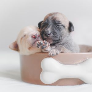 Two puppies in a dog food bowl