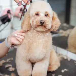 Poodle puppy and groomer