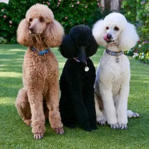 Three poodles siting int the grass lined up. One apricot, one black and one white